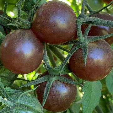Unique brown tomato variety wachsend in garten