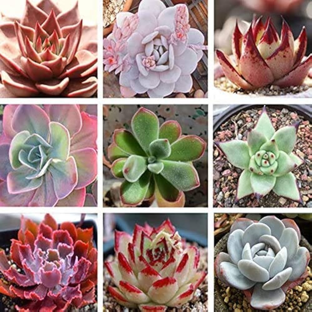 Unique echeveria rosette samen for decorative anpflanzung