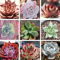 Unique echeveria rosette samen for decorative anpflanzung