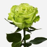 Unique light grün rose blume samen for anpflanzung
