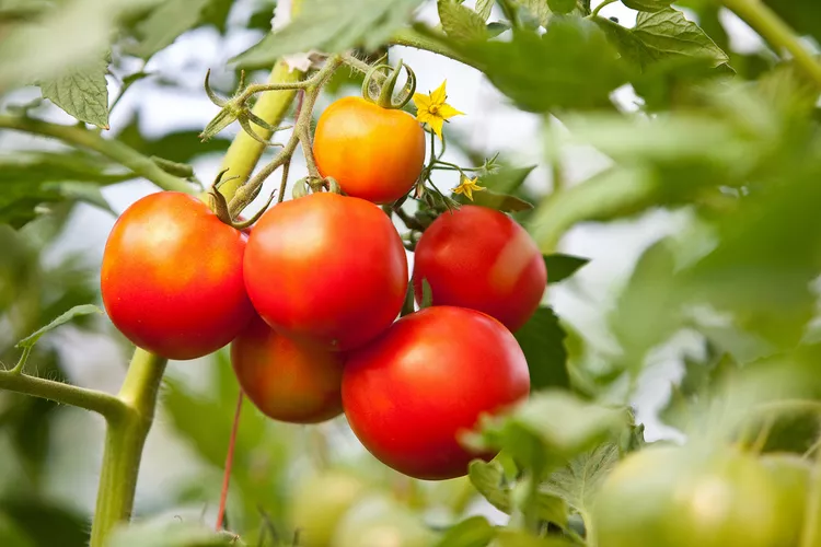 Tomato tree samen aussaat guide für gardeners