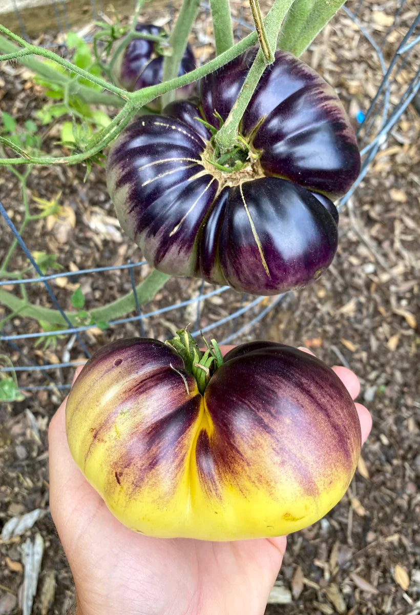 Unique bicolor gelbe schwarze tomato variety