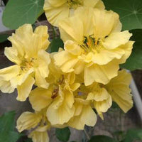 Univalve light gelb geranium samen for anpflanzung