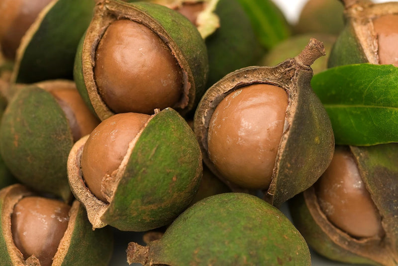 Semi di frutti di noci di macadamia dal guscio marrone per una coltivazione facile