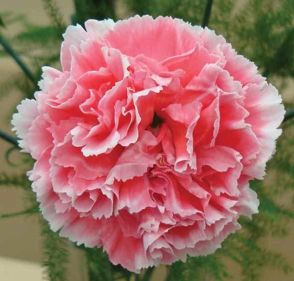 Rosa Weiß Nelke Samen zur Aussaat – leuchtend einjährige Blume Samen für Ihren Garten