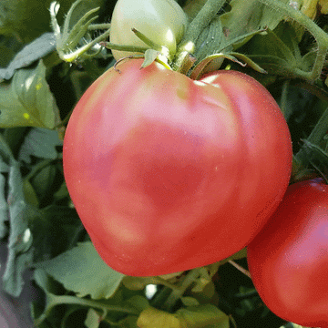 Oxheart Tomate Samen zum Pflanzen Solanum lycopersicum for vegetable patches and home gardens