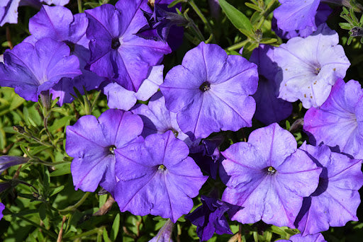 Blau Petunie Blumensamen ideal zur Aussaat