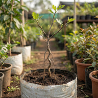 Feigenbaum Pflanze (Ficus carica) – Samenfest, Nicht gentechnisch verändert, Lebende Pflanze für Garten und Balkon
