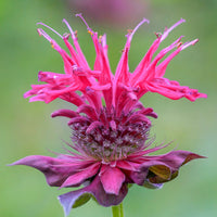 Rosa Monarda Blumensamen zur Aussaat – leuchtend – Traditionssorte & ohne Gentechnik Samen Hausgarten