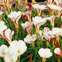 Sauerklee Versicolor Blumensamen zur Aussaat saisonal Dauerblüher Traditionssorte & ohne Gentechnik Samen Hausgarten