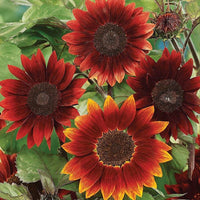Marron Sonnenblume Blumensamen zur Aussaat leuchtend Traditionssorte & ohne Gentechnik Samen Hausgarten