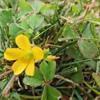 Gelb oxalis versicolor blume samen for anpflanzung seasonal bloomer heirloom & gmo free samen for home garten 
 
 sale samen for home garten anpflanzung
