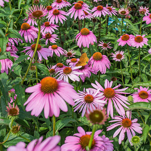 Echinacea (echinacea blume) samen for anpflanzung in home garten