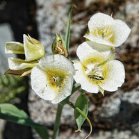 Calochortus Blumensamen zur Aussaat – einzigartig und Blüten