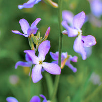 Night Scented Stock Samen Blumensamen zur Aussaat – Bestäuber freundlich – Traditionssorte & ohne Gentechnik Samen Hausgarten