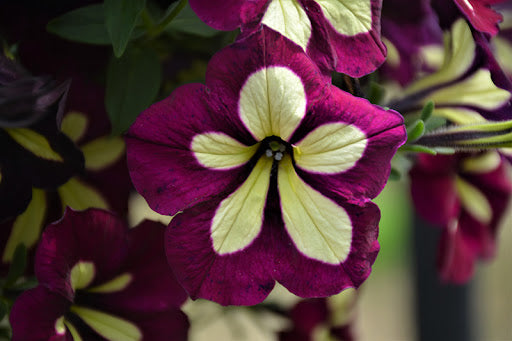 Gelb Violett Petunie Blumensamen zur Aussaat – saisonal Dauerblüher – Traditionssorte & ohne Gentechnik Samen Hausgarten