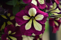Gelb Violett Petunie Blumensamen zur Aussaat – saisonal Dauerblüher – Traditionssorte & ohne Gentechnik Samen Hausgarten