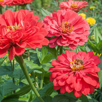 Zinnia (zinnia benary) samen for anpflanzung in home garten