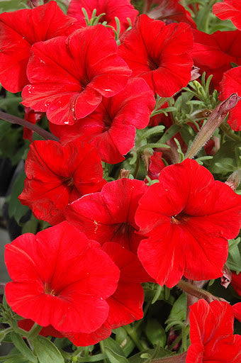 gefüllt Madness Petunie Rot Blume Samen zur Aussaat – leuchtend einjährig Samen Sommer Blüten