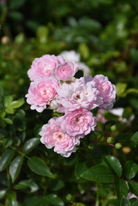 Polyantha Rose Blumensamen zur Aussaat ideal Rabatten Traditionssorte & ohne Gentechnik Samen Hausgarten