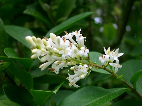 Weiß Privet Blumensamen zur Aussaat Enhance Garten