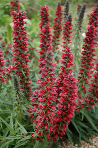 Rot Amoenum Blume Samen zur Aussaat – leuchtend Crimson Blüten für Ihren Garten