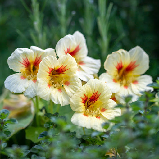 Gelb Pfirsichfarben Kapuzinerkresse Blumensamen zur Aussaat lang Blüte Saison Traditionssorte & ohne Gentechnik Samen Hausgarten