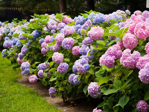 Grün Blau Hortensie Blumensamen zur Aussaat – sonnenliebend – Traditionssorte & ohne Gentechnik Samen Hausgarten