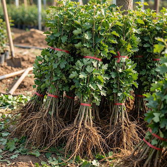 Weißdorn Pflanze (Hawthorn) – Samenfest, Nicht gentechnisch verändert, Lebende Pflanze, robustes Zier- und Heckengehölz für Garten und Landschaft