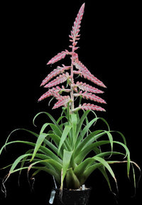 Rosa Tillandsia Cretacea Blumensamen zur Aussaat – ideal Rabatten – Traditionssorte & ohne Gentechnik Samen Hausgarten