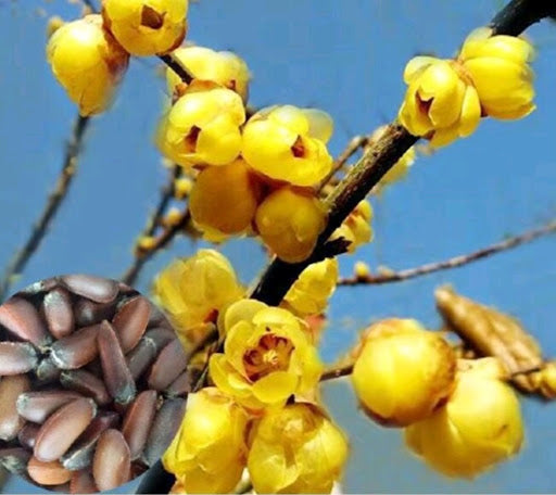 Chimonanthus Blumensamen zur Aussaat kompakt Wuchs Traditionssorte & ohne Gentechnik Samen Hausgarten