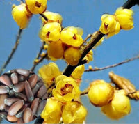 Chimonanthus Blumensamen zur Aussaat kompakt Wuchs Traditionssorte & ohne Gentechnik Samen Hausgarten