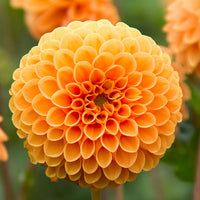 Gelb Pompon Dahlie Blumensamen zur Aussaat – Traditionssorte – ohne Gentechnik – Garten beliebt Samen