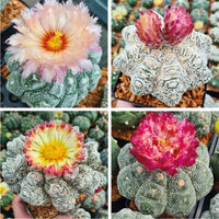 Gemischt Astrophytum Blumensamen zur Aussaat – Drought verträglich – Traditionssorte & ohne Gentechnik Samen Hausgarten