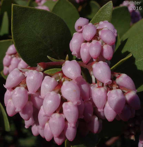 Elevate Outdoors Whiteleaf Manzanita Aussaat Samen Shrubbery