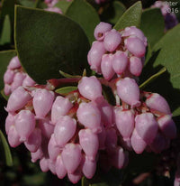 Elevate Outdoors Whiteleaf Manzanita Aussaat Samen Shrubbery
