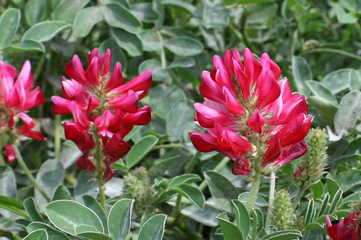 Silla Blumensamen zur Aussaat Schnitt Blume beliebt Traditionssorte & ohne Gentechnik Samen Hausgarten
