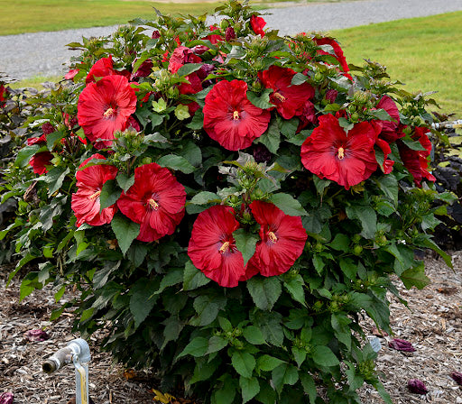 Hibiskus Bordeaux Blumensamen zur Aussaat – sonnenliebend – Traditionssorte & ohne Gentechnik Samen Hausgarten