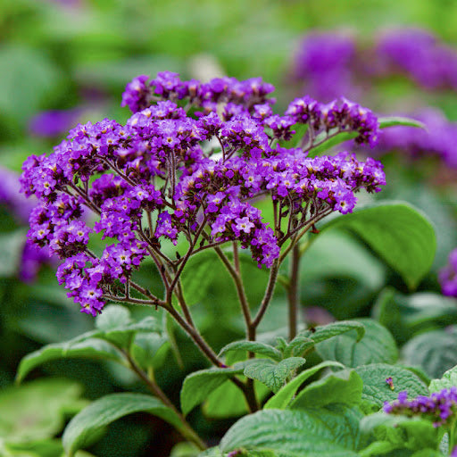 Heliotrope Blumensamen zur Aussaat – Wildblume Mischung – Traditionssorte & ohne Gentechnik Samen Hausgarten