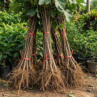 Feigenbaum Pflanze (Ficus carica) – Samenfest, Nicht gentechnisch verändert, Lebende Pflanze für Garten und Balkon