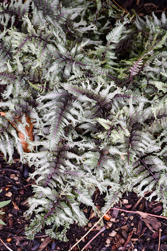 Gray Crested Fern Blumensamen zur Aussaat – hochwertige Qualitäts- – Traditionssorte & ohne Gentechnik Samen Hausgarten