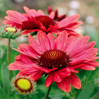 Rot Arizona Blumensamen zur Aussaat – Drought verträglich – Traditionssorte & ohne Gentechnik Samen Hausgarten