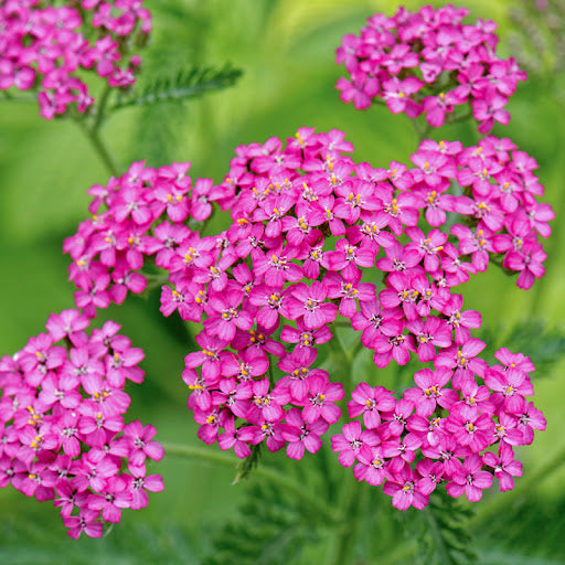 Rosa Achillea Yarrow Blumensamen zur Aussaat – hochwertige Qualitäts- – Traditionssorte & ohne Gentechnik Samen Hausgarten