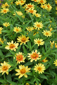 Gelb Profusion Blumensamen zur Aussaat – Halbschatten verträglich – Traditionssorte & ohne Gentechnik Samen Hausgarten