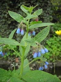 Violett Symphytum Blumensamen zur Aussaat – Drought verträglich – Traditionssorte & ohne Gentechnik Samen Hausgarten