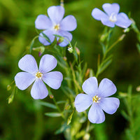 Blau Flax Blumensamen zur Aussaat – sonnenliebend – Traditionssorte & ohne Gentechnik Samen Hausgarten