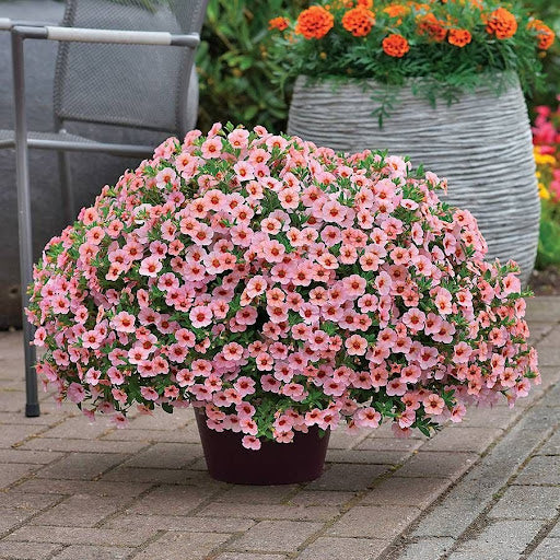Futaba Petunie Kabloom Calibrachoa Samen Tinted Lila Blumensamen zur Aussaat pflegeleicht Traditionssorte & ohne Gentechnik Samen Hausgarten