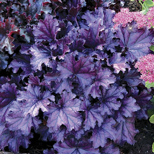 Lila Heuchera Blumensamen zur Aussaat – Bestäuber freundlich – Traditionssorte & ohne Gentechnik Samen Hausgarten