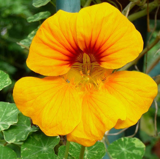 Gelb Rot Kapuzinerkresse Blumensamen zur Aussaat – duftend Blüten – Traditionssorte & ohne Gentechnik Samen Hausgarten