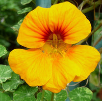 Gelb Rot Kapuzinerkresse Blumensamen zur Aussaat – duftend Blüten – Traditionssorte & ohne Gentechnik Samen Hausgarten